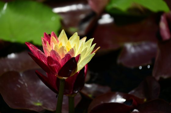 A close-up side view of a single hardy waterlily (Nymphaea 'Ring of Fire') flower rising above dark maroon pads, showcasing petals split vertically in contrasting shades of yellow and deep red.