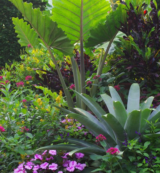 A lush container garden arrangement featuring giant elephant-ear leaves, spiky agaves, and vibrant pink and yellow flowers against a dark green hedge.