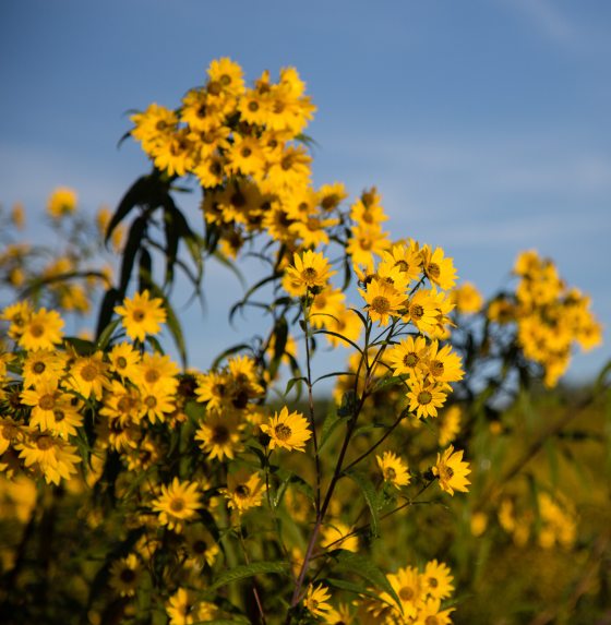 close-up of a bright yellow sunflower in full bloom with a bee on its textured center, flanked by closed green flower buds and leafy stems.