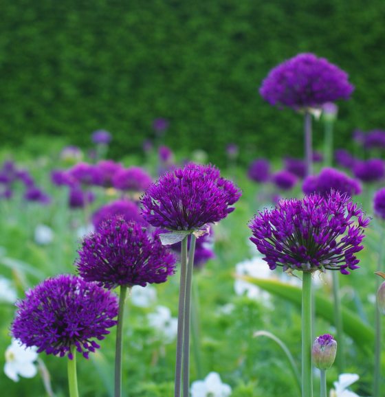 A close-up shot of round, vibrant purple Allium 'Purple Sensation' flowers blooming in the Annual Corridor in May 2026, set against a dark green hedge and a blurred stone pathway.