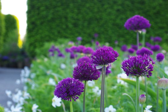 A close-up shot of round, vibrant purple Allium 'Purple Sensation' flowers blooming in the Annual Corridor in May 2026, set against a dark green hedge and a blurred stone pathway.