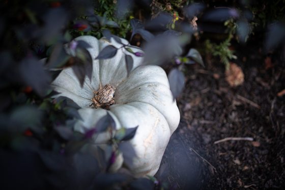 A pale, ribbed white pumpkin rests on dark soil, partially framed and framed by deep purple and green foliage in an outdoor garden bed.