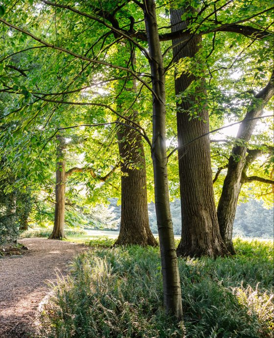 A sunlit gravel pathway curving through a dense wooded park, flanked by lush green ferns and mature trees casting dappled shadows.