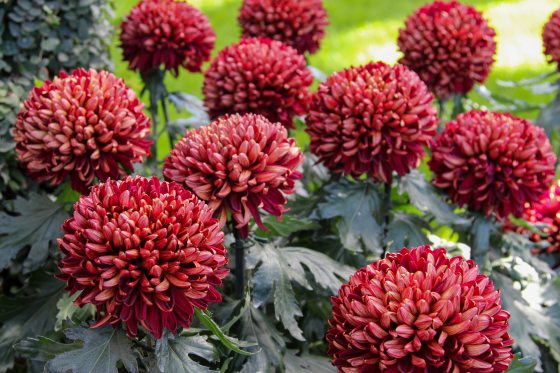 A vibrant close-up of deep red and copper-colored pompon chrysanthemums with tightly packed petals and green foliage.