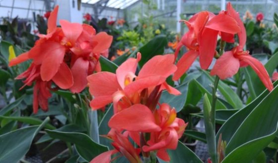 close up of multiple Canna red flowers in bloom inside a greenhouse