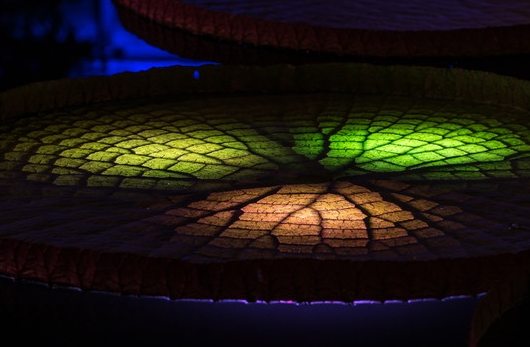 close up of a lily pad illuminated with yellow, green, and orange lights