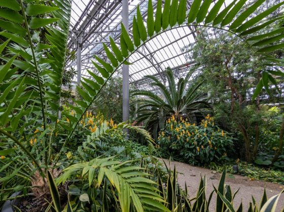 inside of a greenhouse filled with tropical green plants