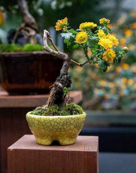 a chrysanthemum bonsai on a wooden platform 