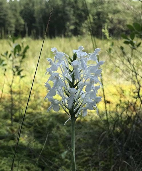 tall thin flower stem with multiple white orchid blooms in a field