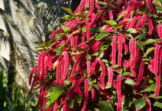 chenille plant's pink cascading flower clusters