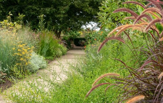 a pathway lined with lush summer grasses 