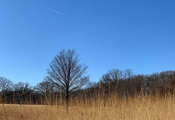 a bare tree in a field