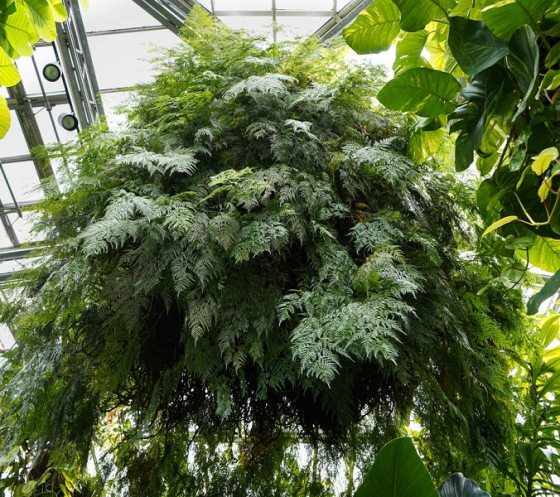 a large hanging fern basket suspends from the ceiling of a greenhouse