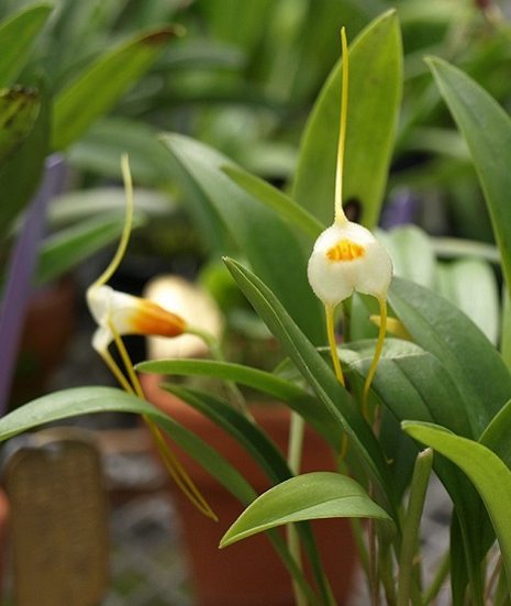 close up image of a white and yellow Masdevallia chuspipatae orchid