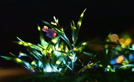 Colored lights shine on leaves of a plant