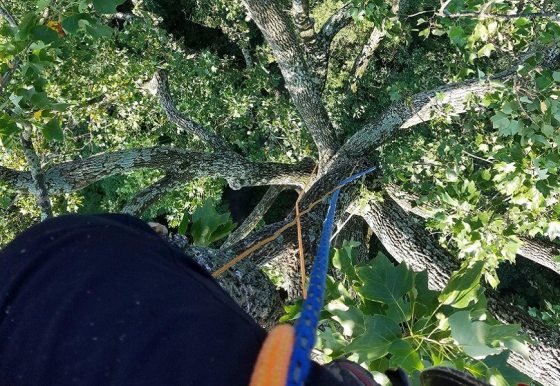 view from atop a tree from an arborist