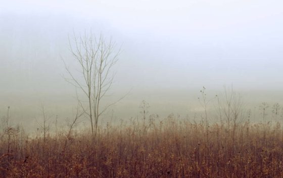 a field of brown winter grasses with a thick layer of fog in the background 