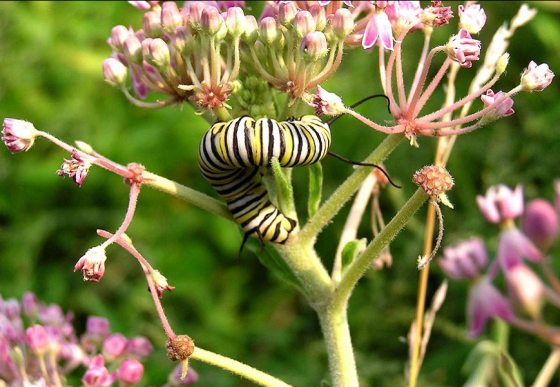 a yellow and black striped caterpillar crawling up the stem of a wild flower