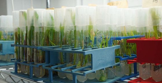 multiple lab tubes with green plants germinating