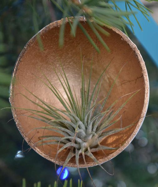 close up of an air plant ornament 