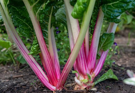 stem of green leafy vegetable in mulch 