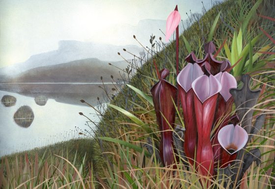 Painting of large hollow red plants with pitcher-like openings on a green hillside with misty hills in the background