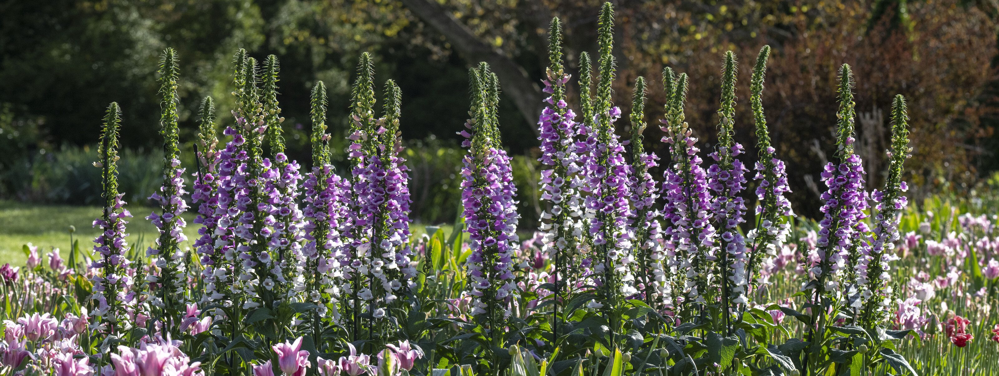 Explore Longwood Gardens | Longwood Gardens