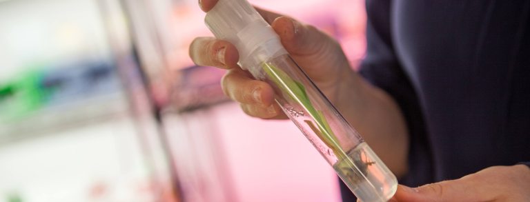 A person holds a small vial with plant material inside in a lab