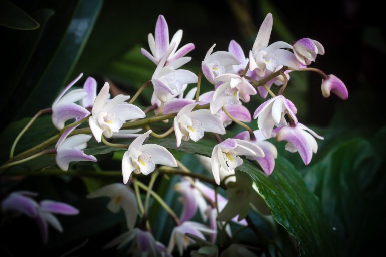 close up of pink and white orchid flowers in bloom