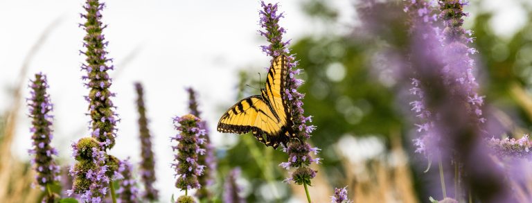 a close up of a yellow butterfly on purple flowers