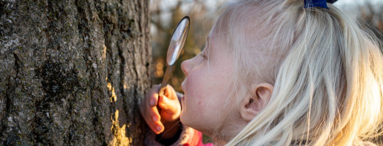 child uses a magnifying glass to look at tree bark