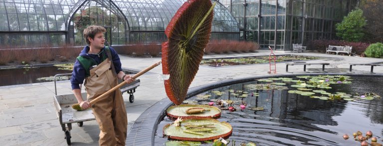 a student lifts a plater from the waterlily pool