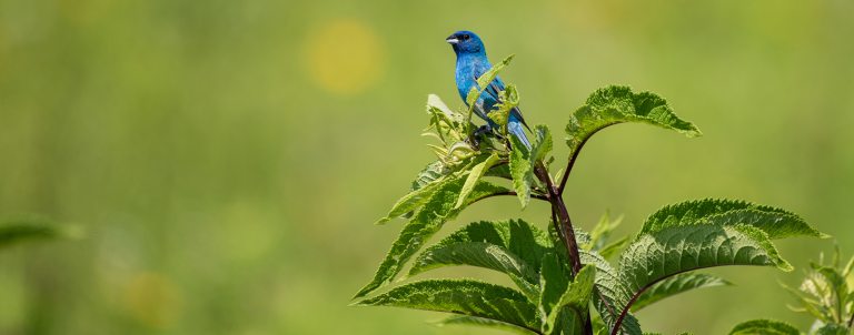 A vibrant blue bird perches at the tip of a branch covered in green leaves