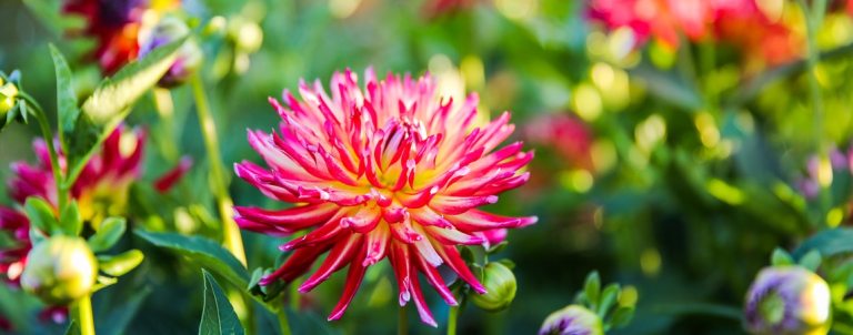 pink dahlia in bloom