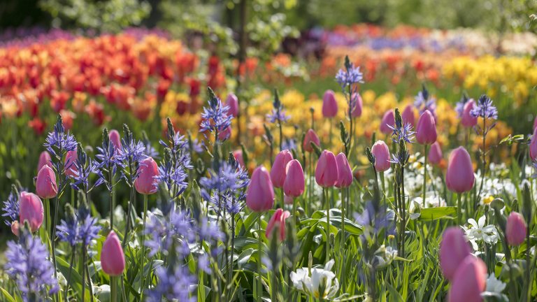 tulips and other spring bulbs in orange, purple, pink, white, and yellow dot the landscape
