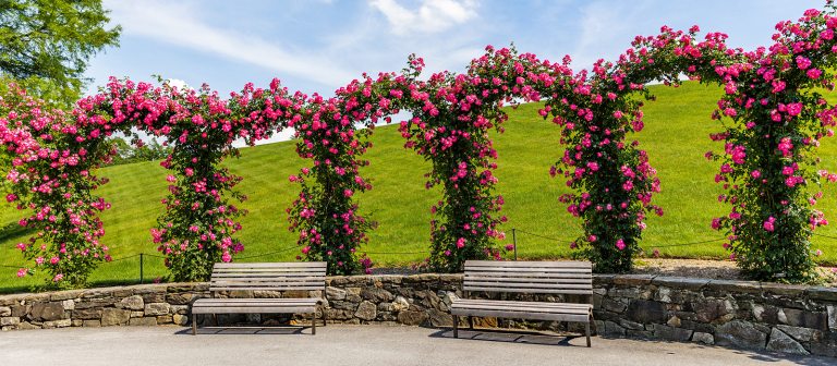 arches of pink roses in full bloom against a green, grassy hillside and a bright blue sky