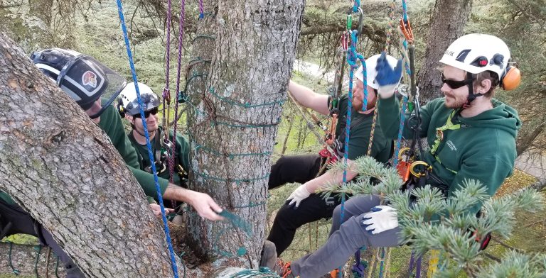 arborist climbing a tree in a rope harness with a white helmet