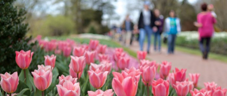 a group of people walking on a brick walkway with pink tulips at the forefront of the picture