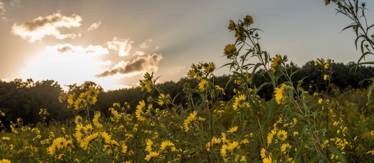 meadow garden at sunset with yellow flowers in the foreground