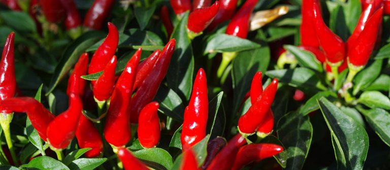 bunches of red peppers