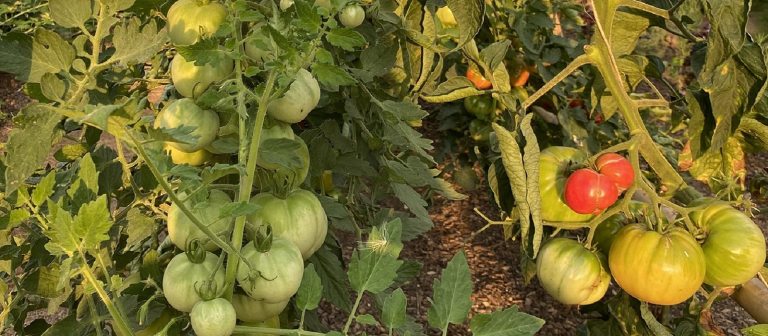 tomato plants with unripe and ripe tomatoes on the vine