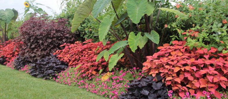 a garden bed with low dark foliage and pink flowers, mid-height orange-red foliage, and tall green large-leaf plants