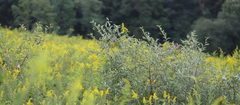 autumn olive plant in a meadow