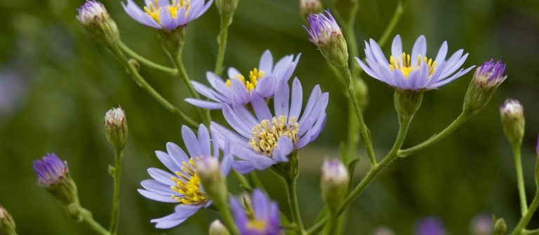 purple flowering asters in a field