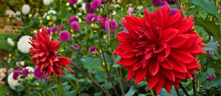 closeup of bright red dahlias among green foliage and other pink and white flowers in background