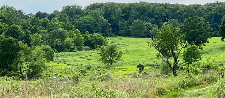 wide view of a meadow
