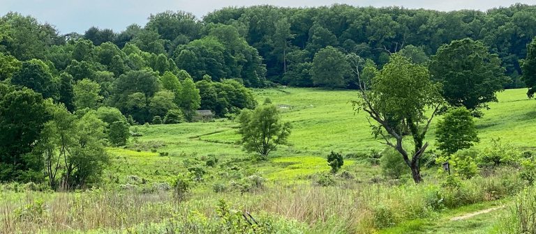 wide view of a meadow