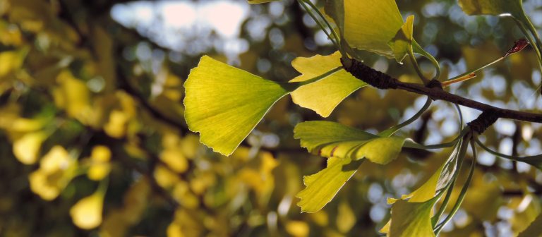 closeup of light shining through yellow ginkgo leaves