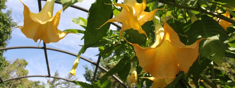 closeup view from below of three yellow trumpet-like blooms, hanging from a metal arbor