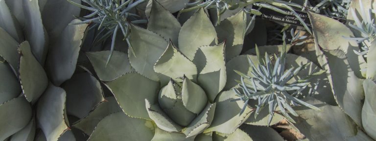 closeup of pale green-gray succulent leaves, each coming to a sharp point, arranged in a concentric pattern, amid other succulent plants